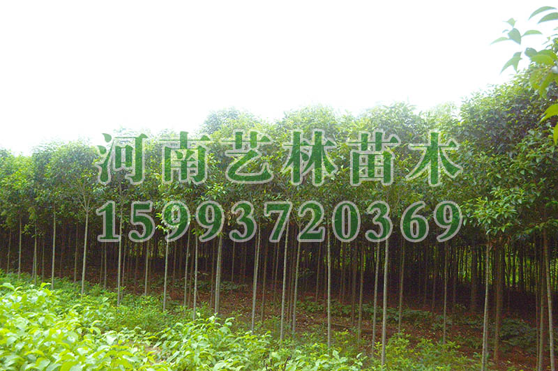 ƽȺҶʯ骱_ƽ8-9-10ֺҶʯֲ