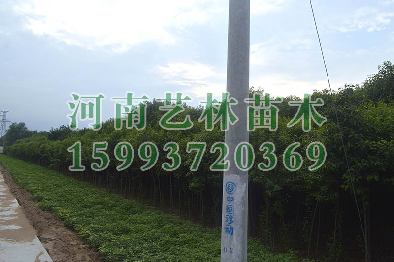 μϺҶұ_μ9-10-11ֺҶԼ۸