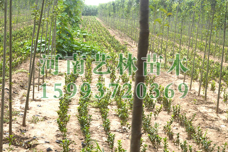 ʩҶ_ʩ9-10-11ֺҶ2017±