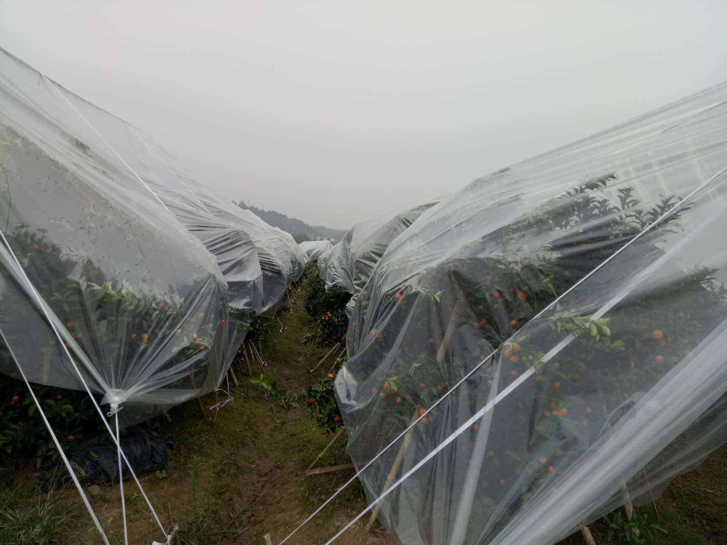 ɰרóĤ-ֹũ_ɰרĤӦ