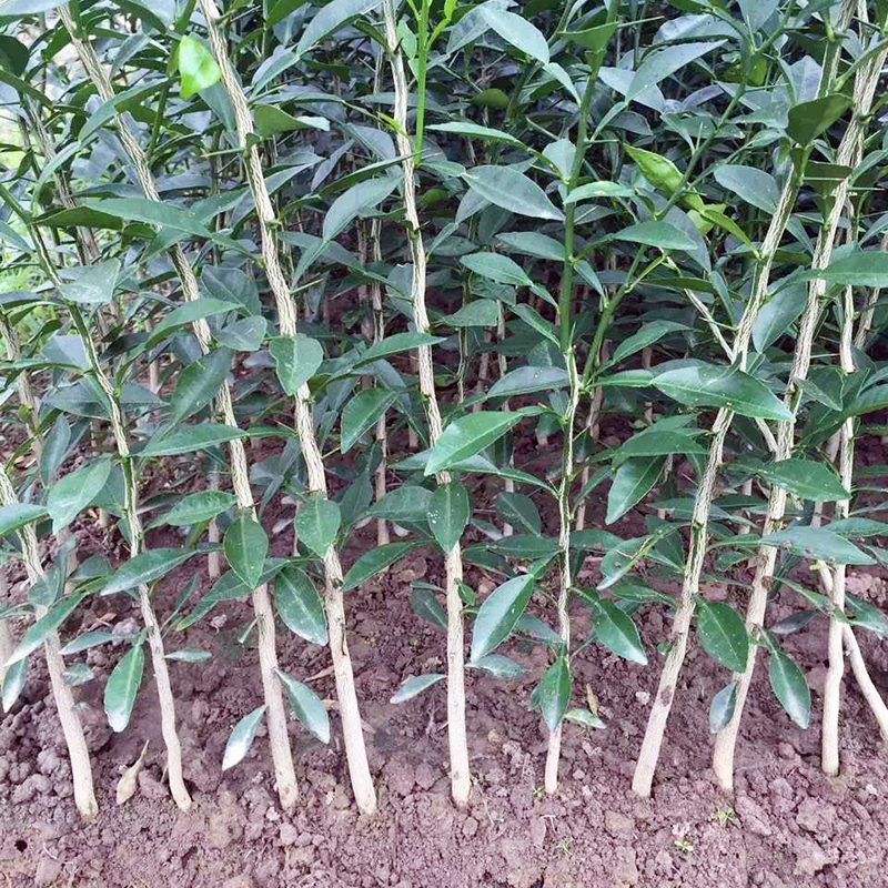 常生柑橘苗基地柑橘小苗爱媛38丑柑春见明日见沃柑大雅砂糖橘示例图13