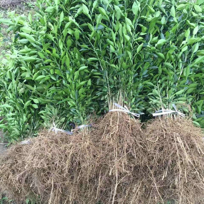 常生柑橘苗基地柑橘小苗爱媛38丑柑春见明日见沃柑大雅砂糖橘示例图11