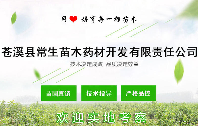 常生柑橘苗基地柑橘小苗爱媛38丑柑春见明日见沃柑大雅砂糖橘示例图8