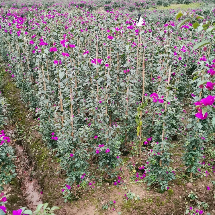 ÷-˱μ÷-۸Żݻӭѡ