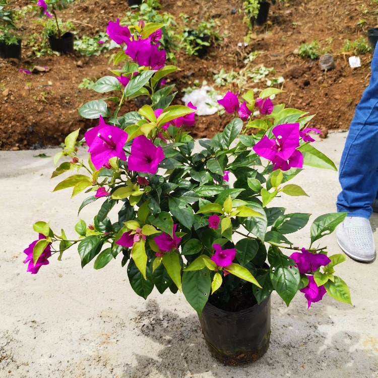 Ĵ˱ƽ÷-÷۸Żݻӭѡ