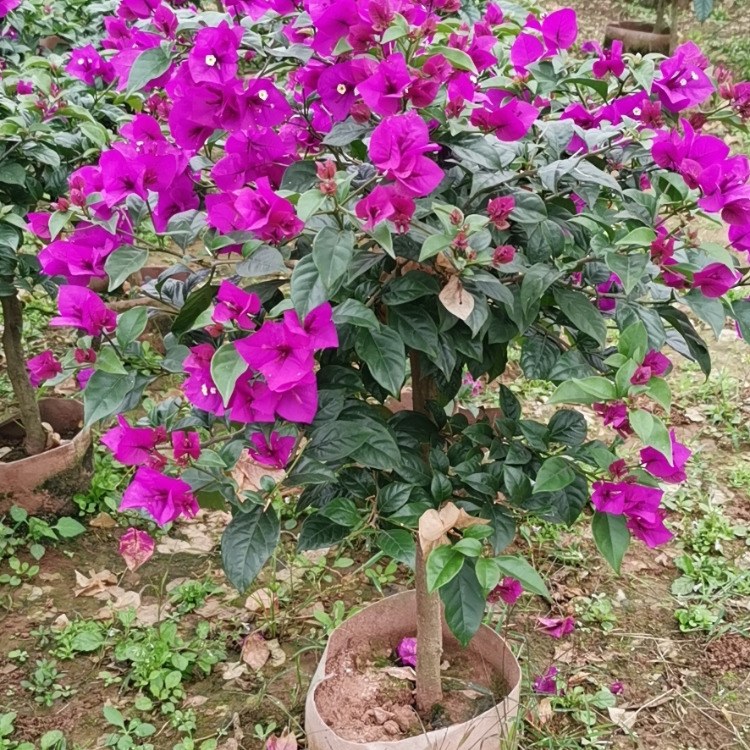 Ĵ˱ƾ÷-÷۸Żݻӭѡ