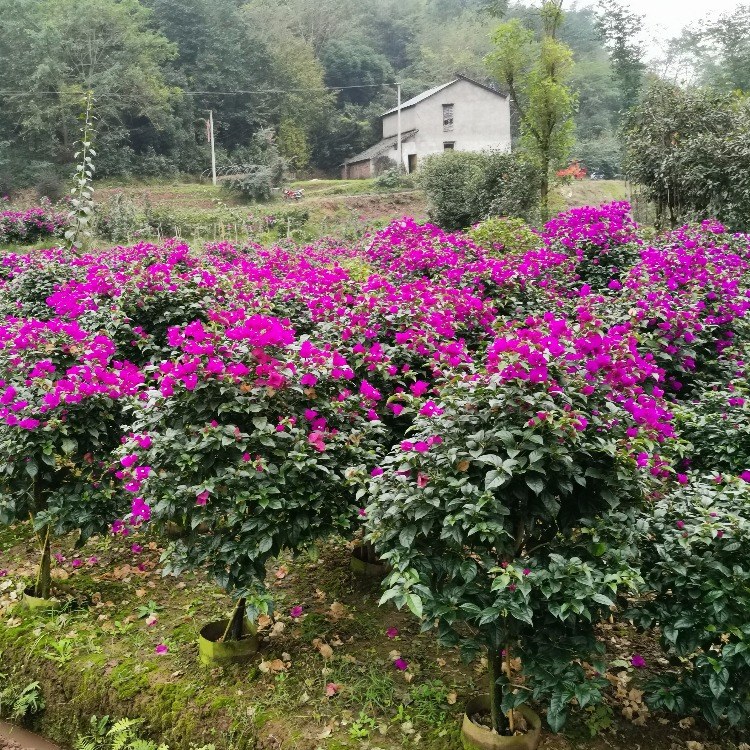 ˱ƽ-÷С-컨÷-̹ľ