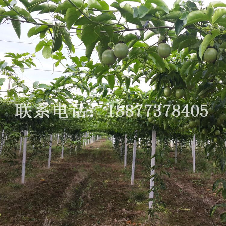 -Ʒʰ԰ܴ-ҹӦ