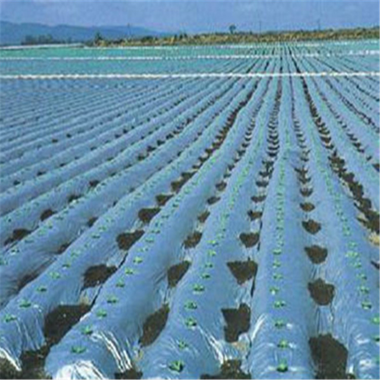 玉溪大棚膜批发 除草地膜