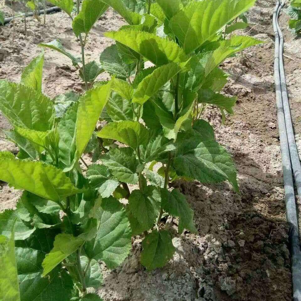 пƸ½ʲɳĮμظߵͺɣ