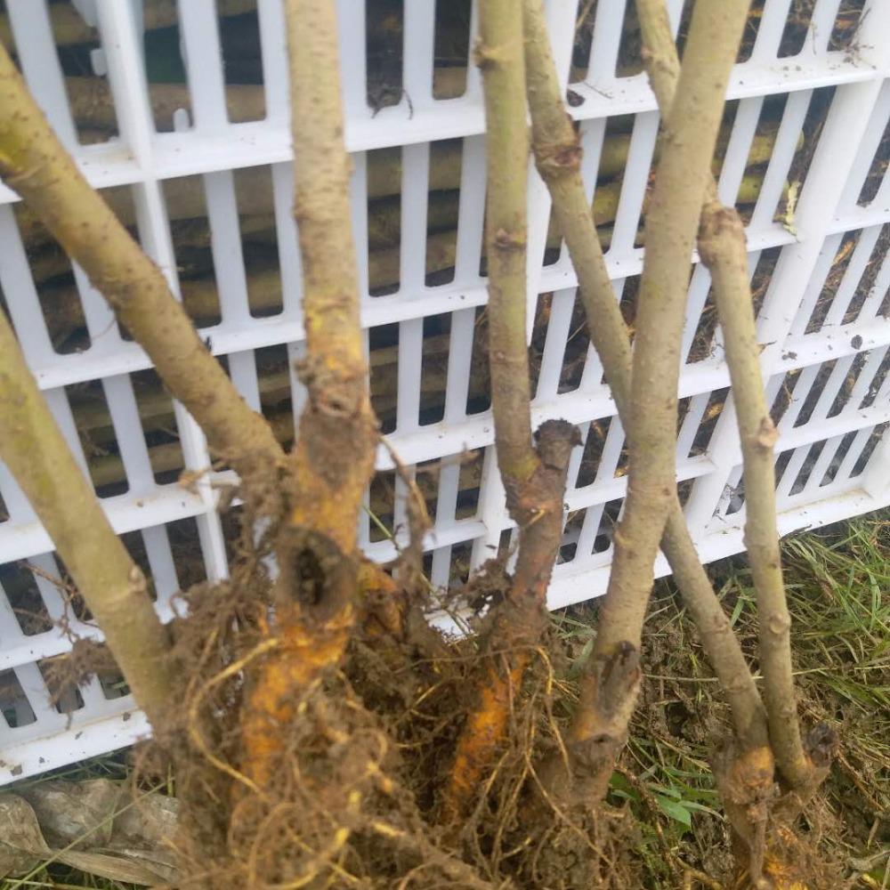 ֮ǿɣһŹũɣ14Ҷϸ߲ͺ