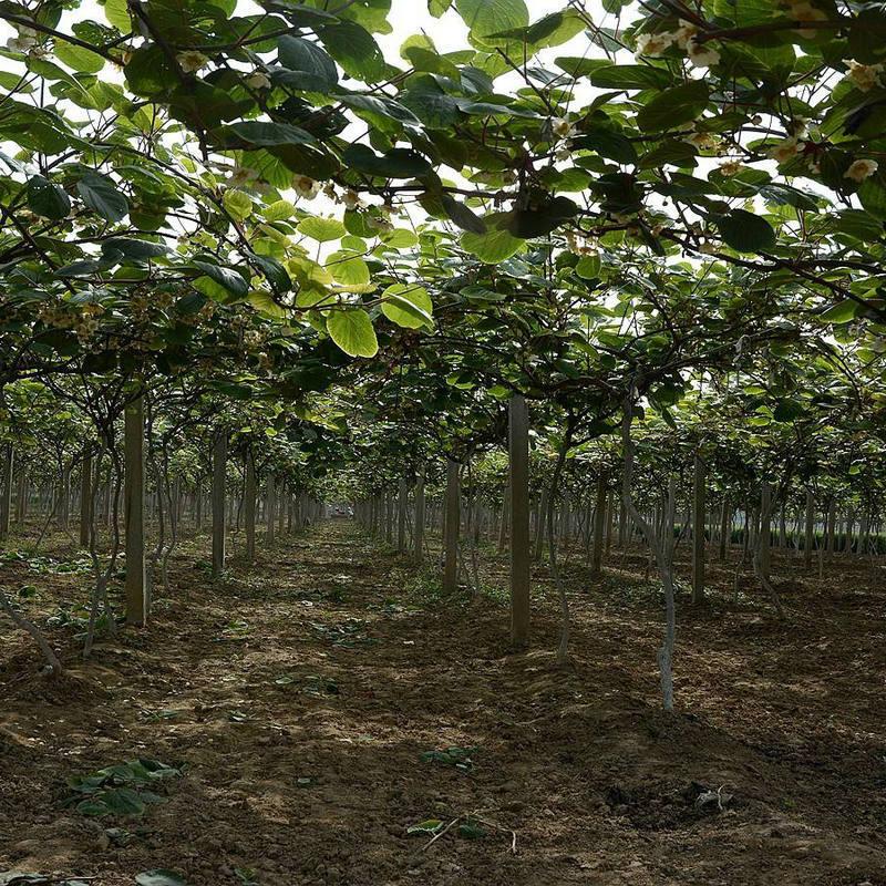 ⨺԰רҵ-⨺԰ܴ-