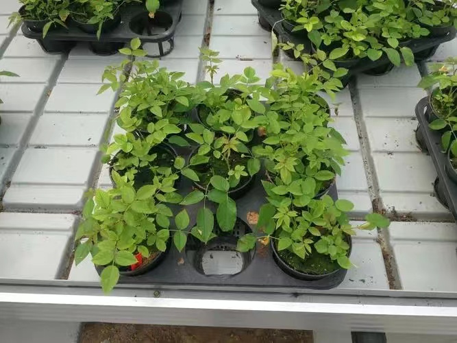 ƶ紲ˮ紲෭ȹԺ紲Ƭ