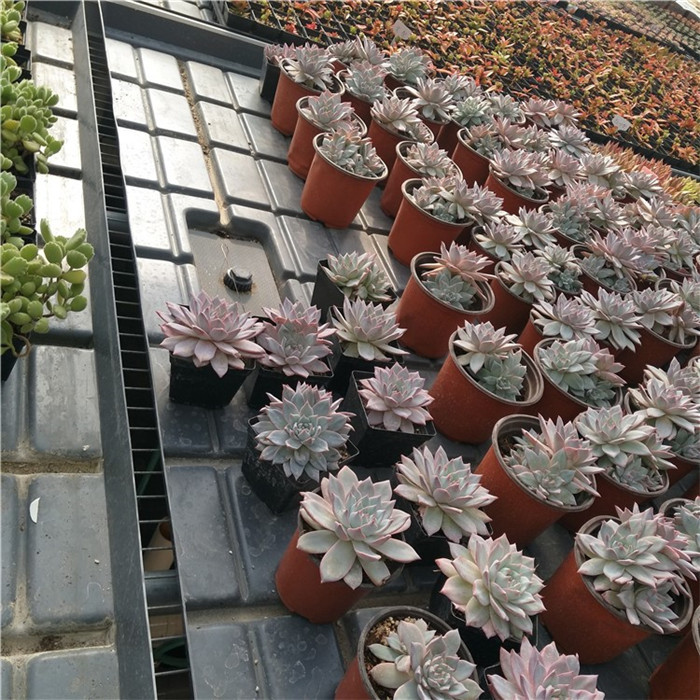 紲ũҵþ߳ϫ紲ABSȶп