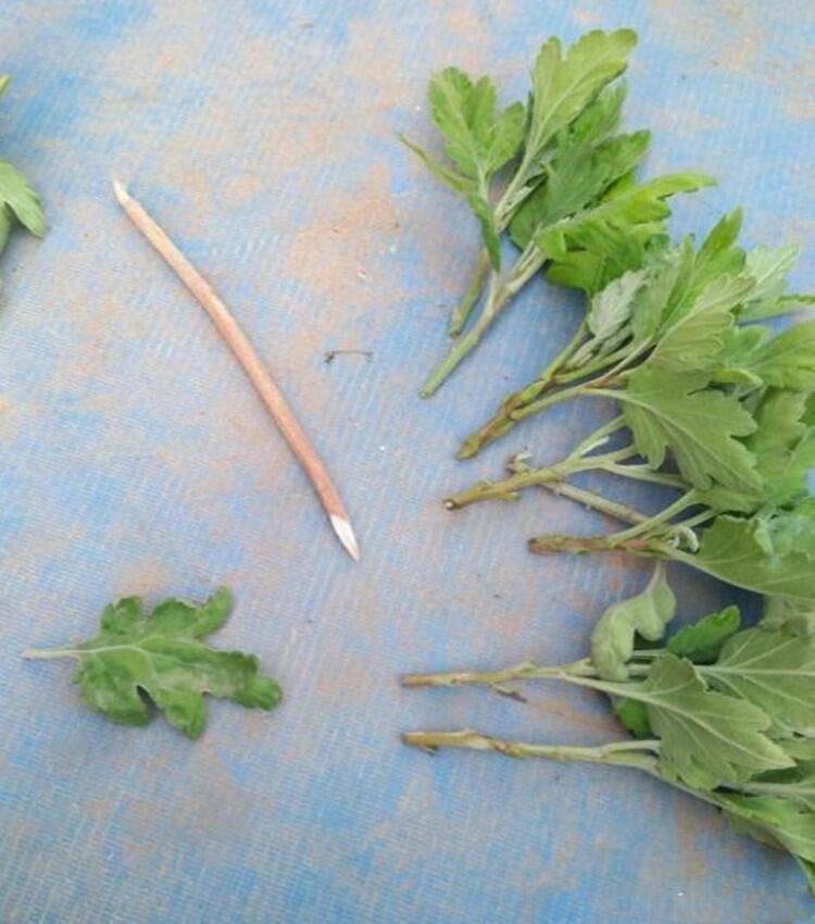 ҾջֲջƷִȫ׾˿ʾ