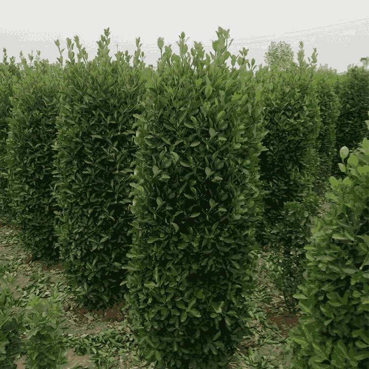 1.8״Ҷ  Ҷ۸  շľֲعӦ