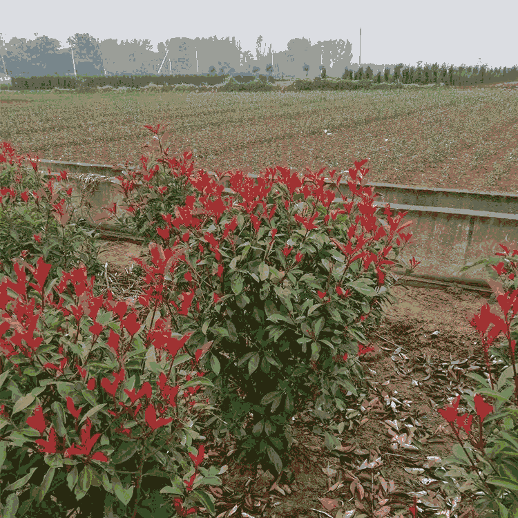 80ֺҶʯ۸  շľ ͥԺ̻Ҷʯ