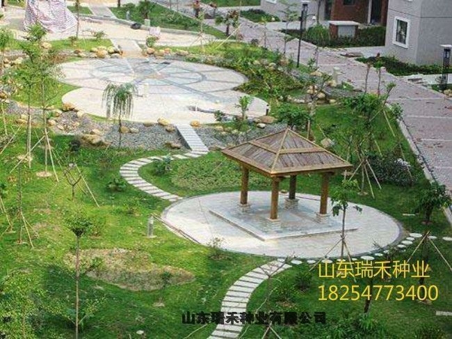 百慕大草种子几月播种厂区