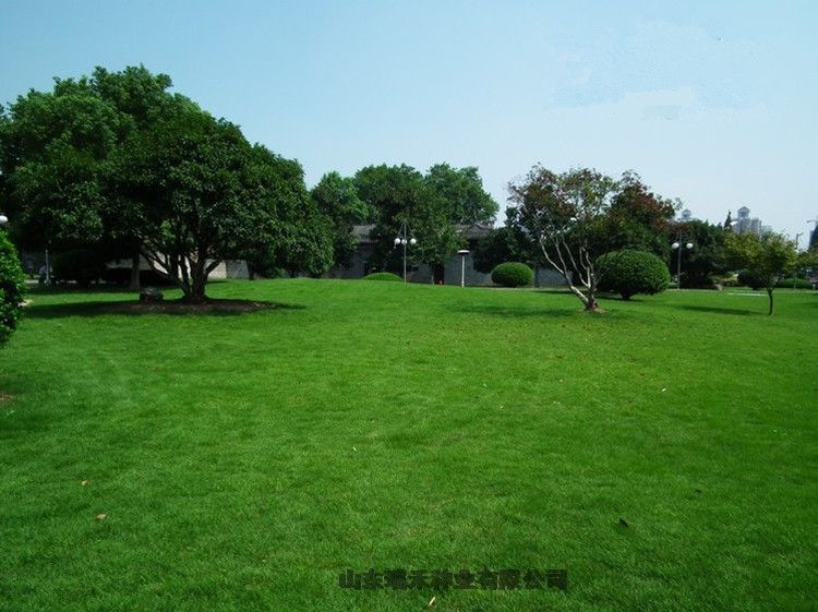 护坡草种子的价格绿麦草 护坡草种子的价格绿麦草