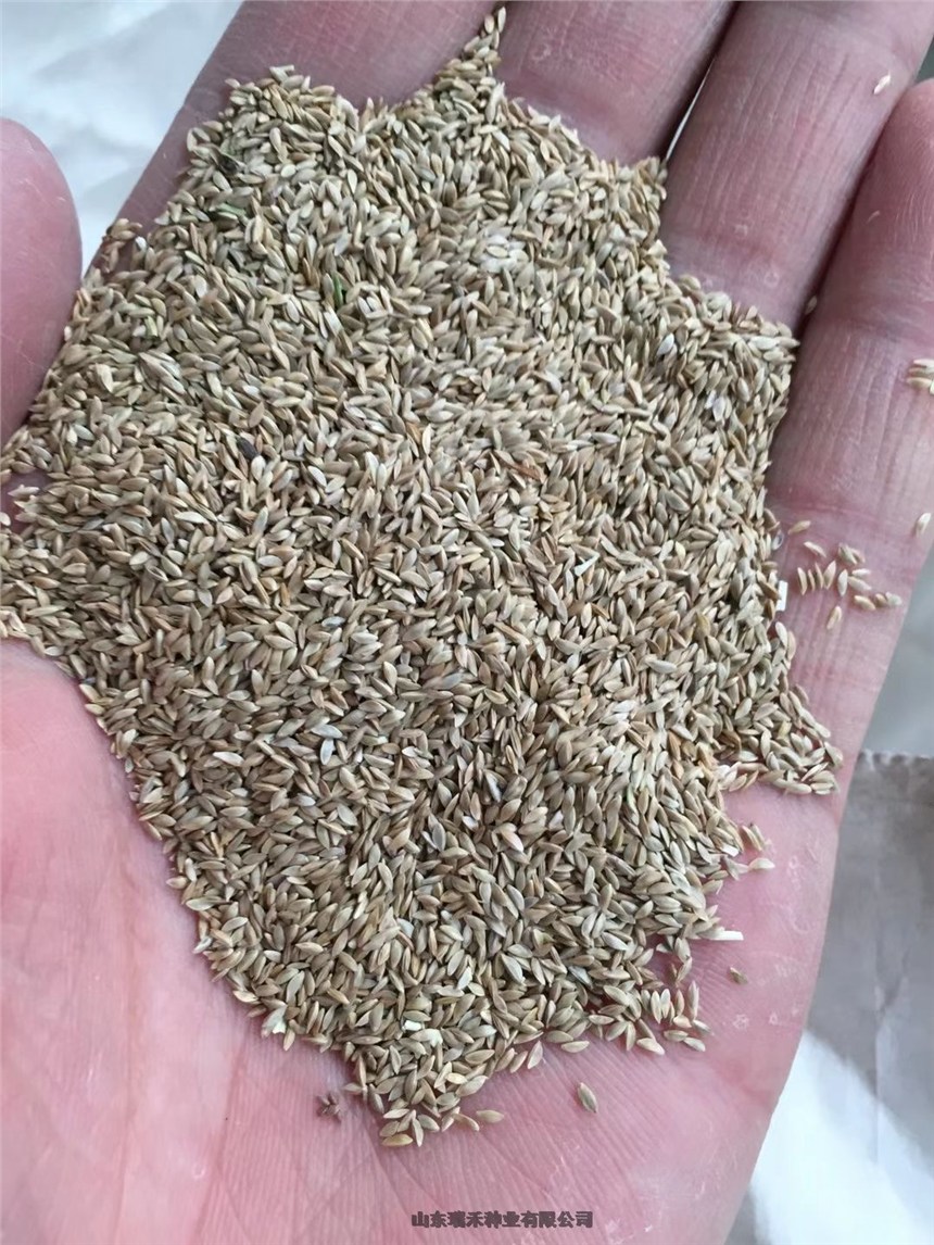 城市绿化护坡草种子刺槐 城市绿化护坡草种子刺槐