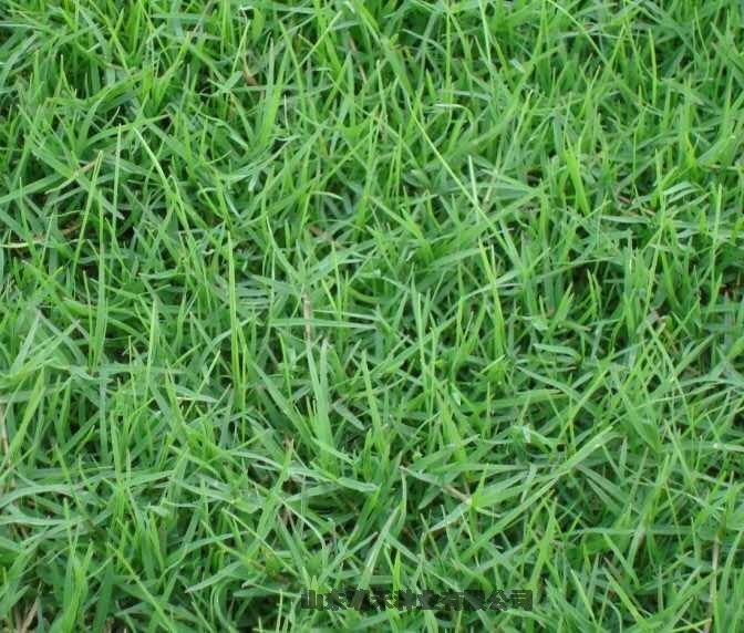 城市绿化护坡草种子刺槐 城市绿化护坡草种子刺槐