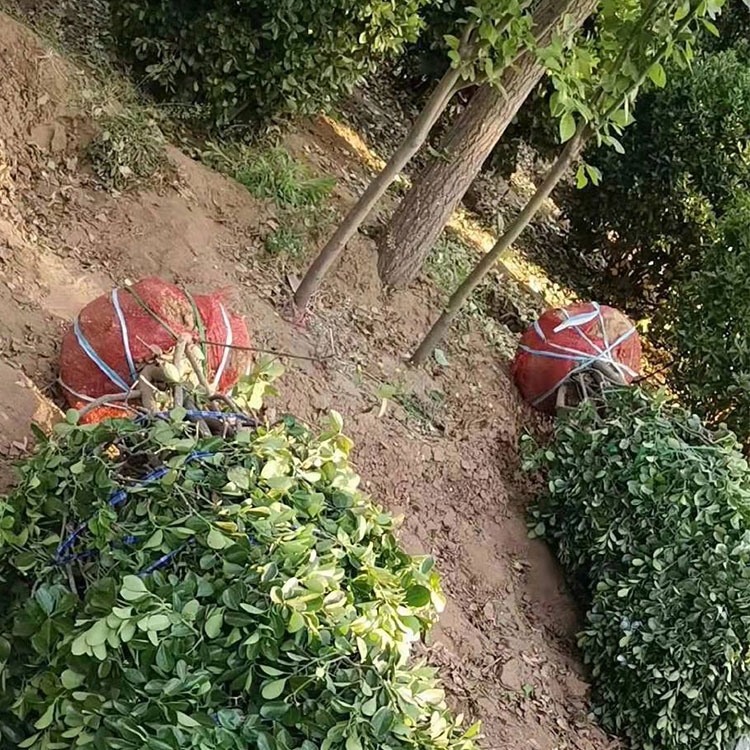 ̻ôҶ ľӦ θ߳ɻƷ