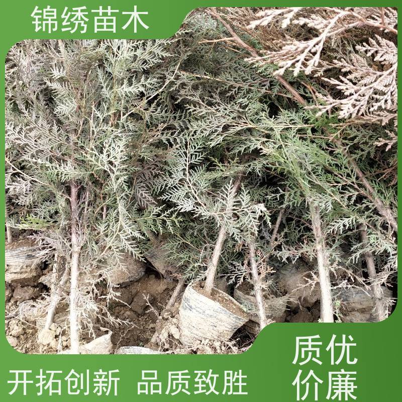 50-150޲溦Ʒŵëϸ׳̻