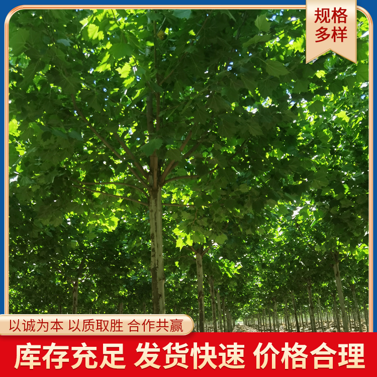 18ַͩе̻ȫڷͩӦǿ