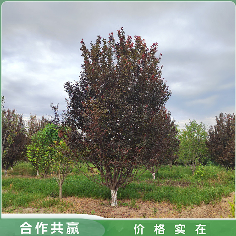 10ֵֽ̳Ҷͷ֦߸˺Ҷ