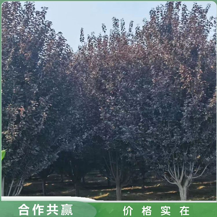 ܻ8-9-10-11Ҷ԰ַ羰Ҷе