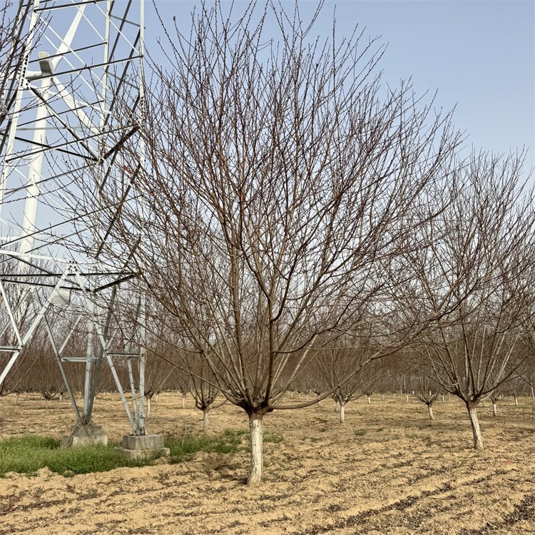 е16ֺҶҹ㳡Ҷ԰С̻羰