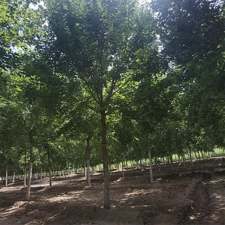 10Ƿ֦ҶïʢԪ֧ͳһ