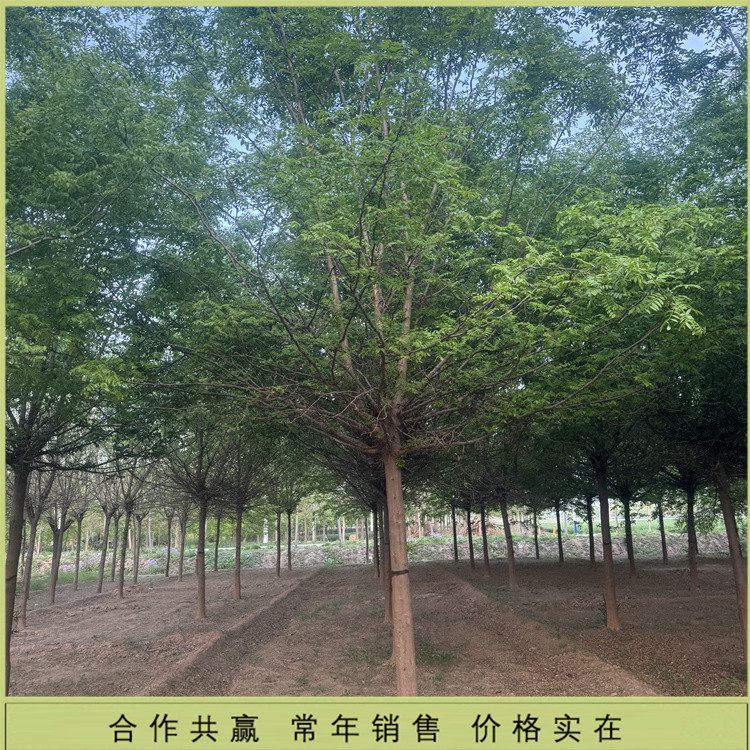 15-16-17-18-19-20԰еڻ