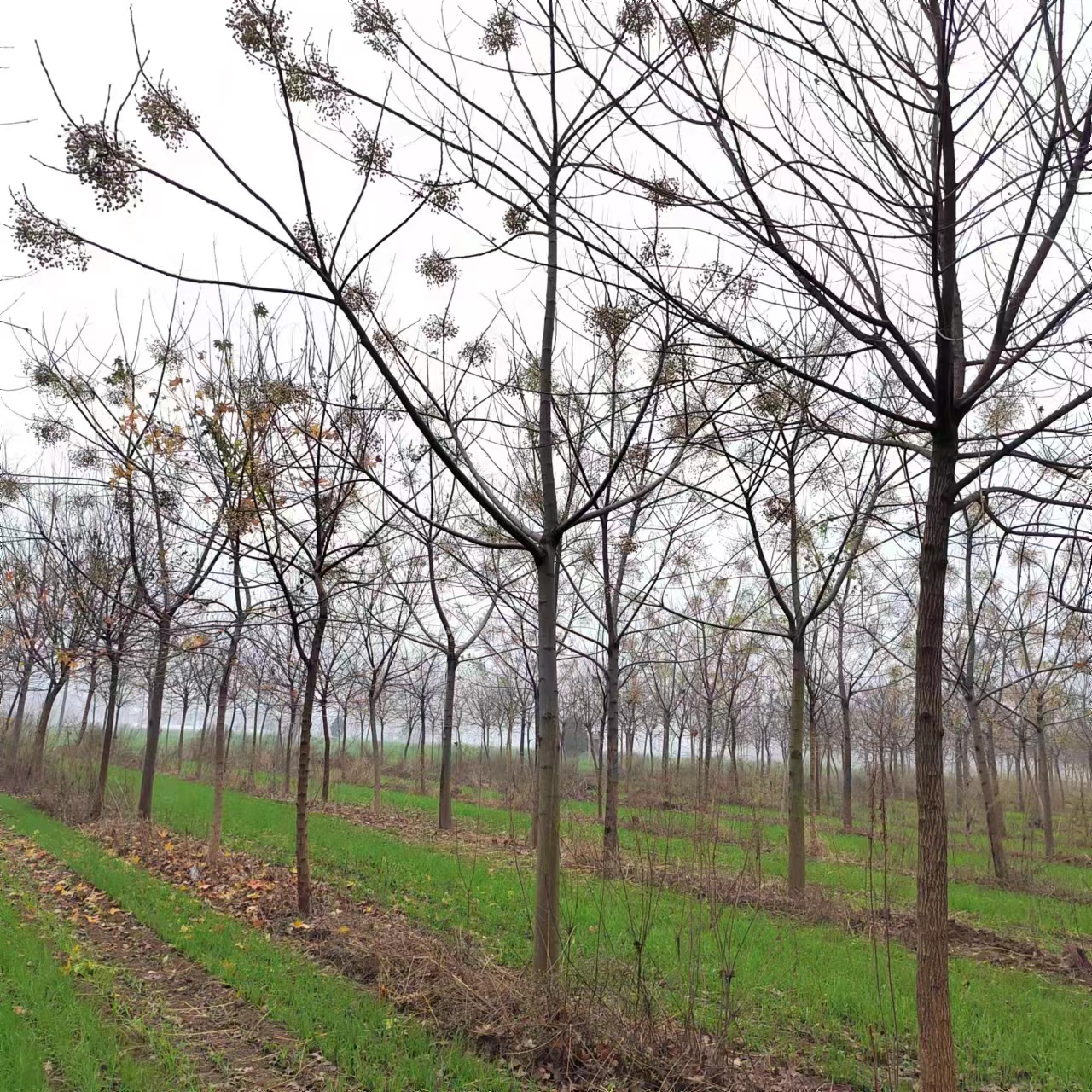 Ҷľ1012151820ֿԭαװƻ