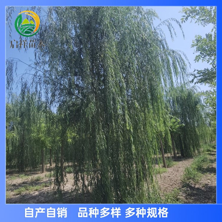 12ּ޽ӴֱԲ֧ͳһ2.8װ80